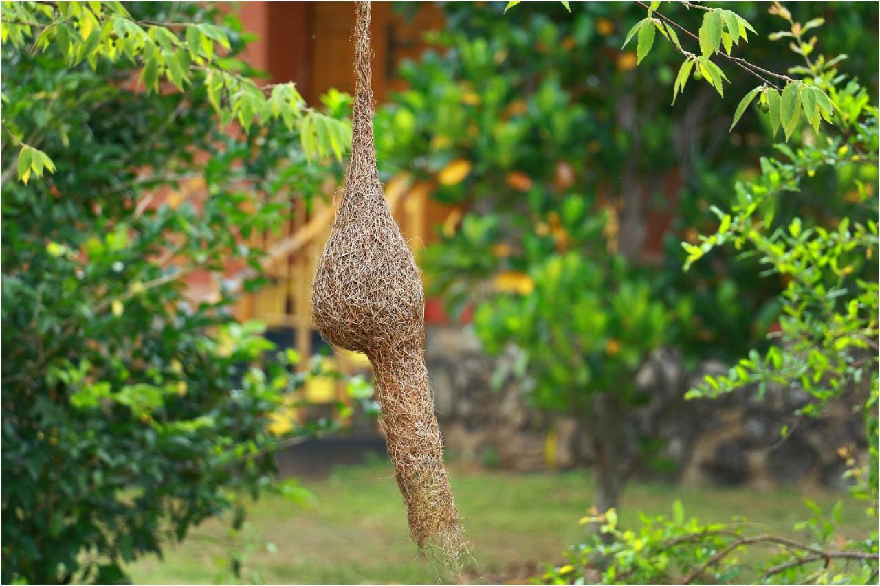 Yala Peace Cottages Tissamaharama Ngoại thất bức ảnh