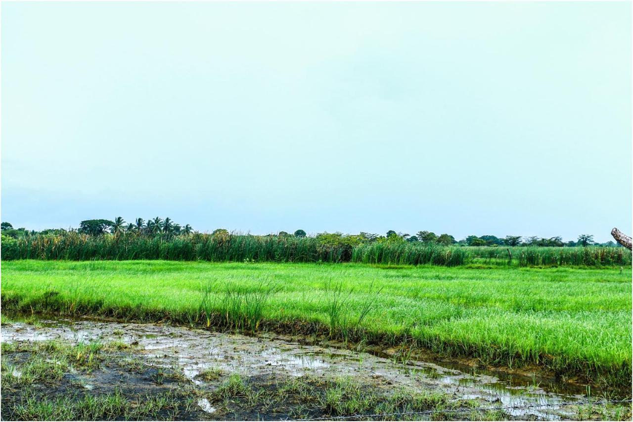 Yala Peace Cottages Tissamaharama Ngoại thất bức ảnh